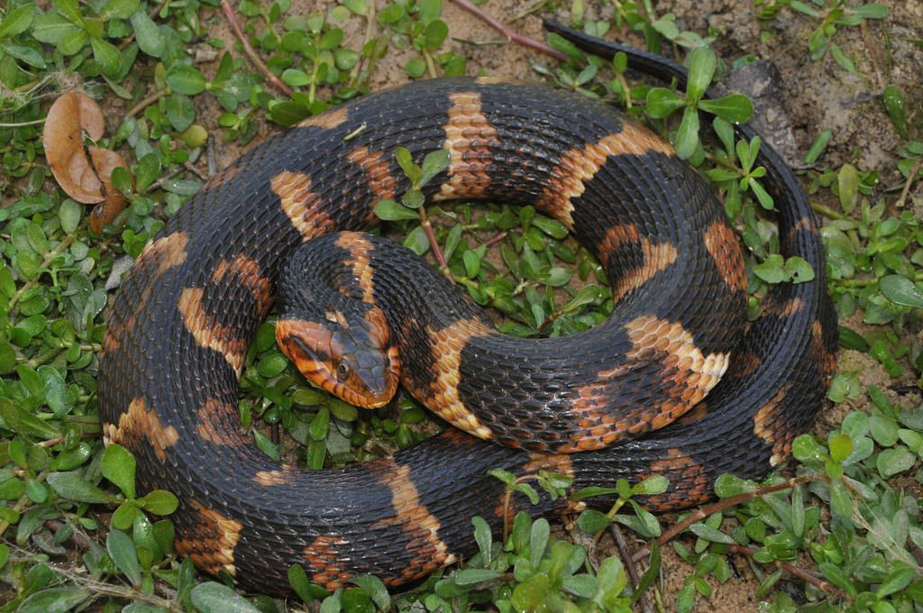 Banded Watersnake (Nerodia fasciata)
