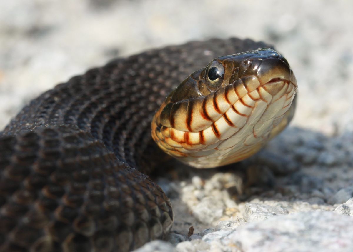 Banded Watersnake (Nerodia fasciata)