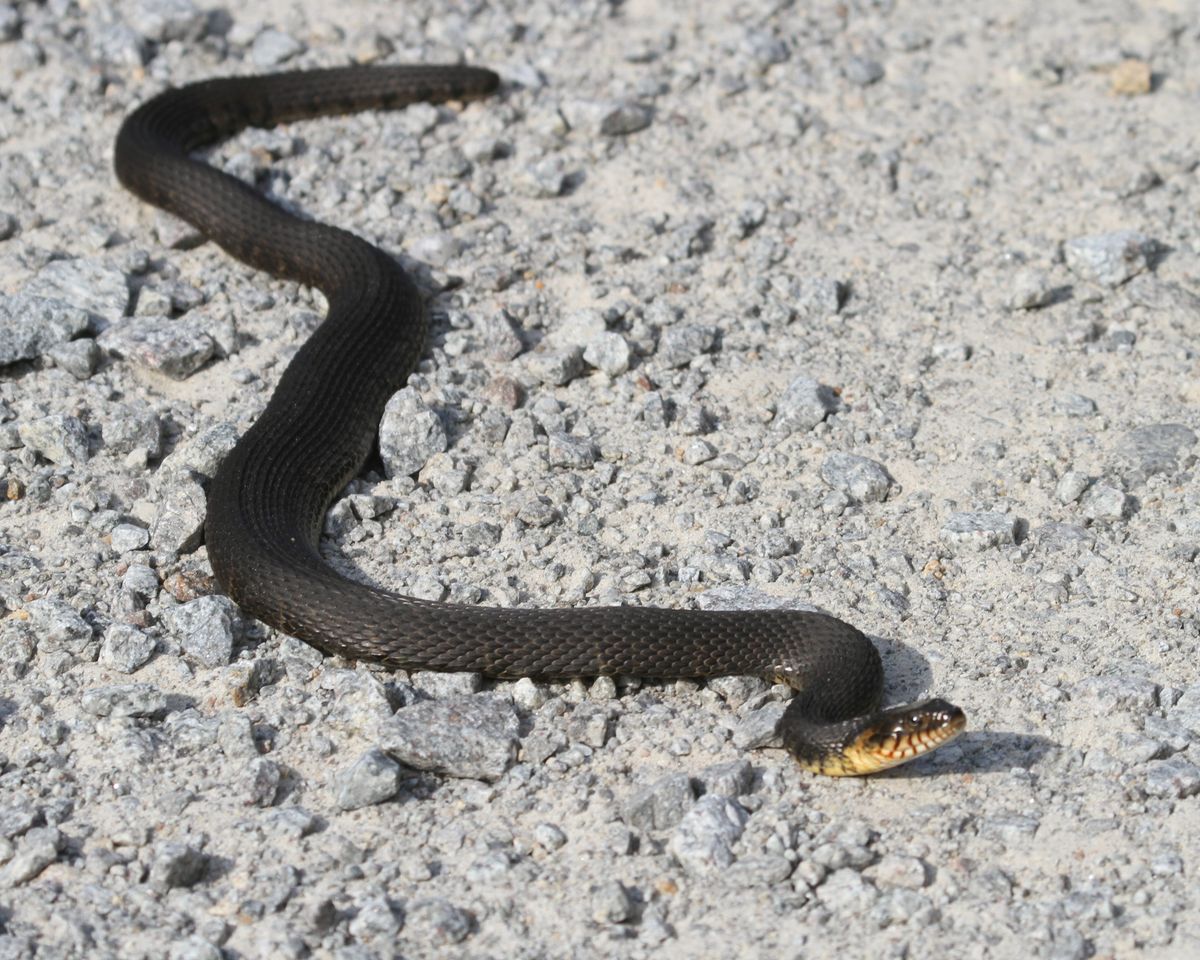 Banded Watersnake (Nerodia fasciata)