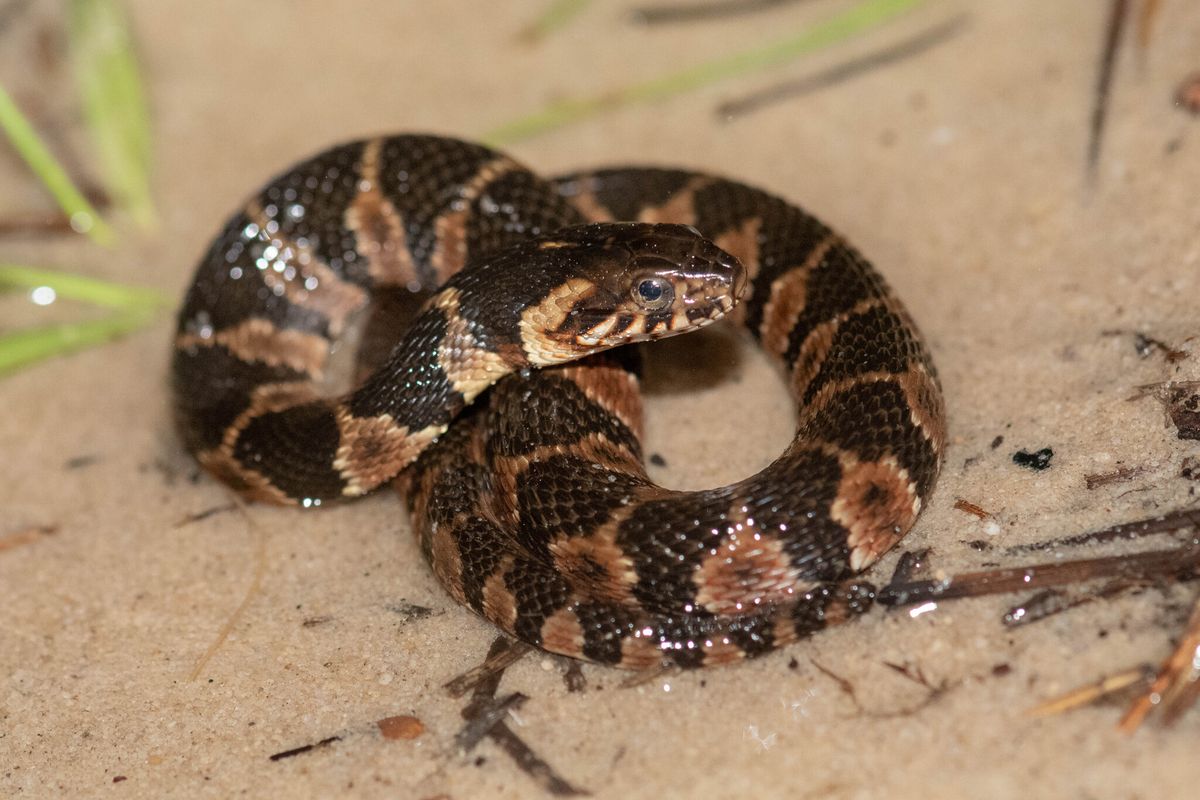 Banded Watersnake (Nerodia fasciata)