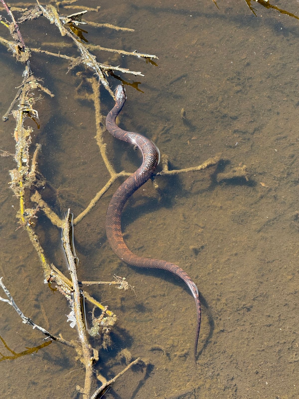 Banded Watersnake (Nerodia fasciata)