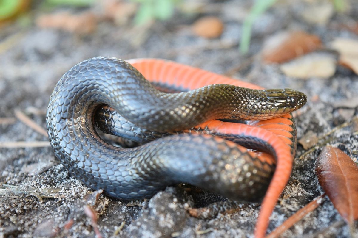 Black Swampsnake (Liodytes pygaea)