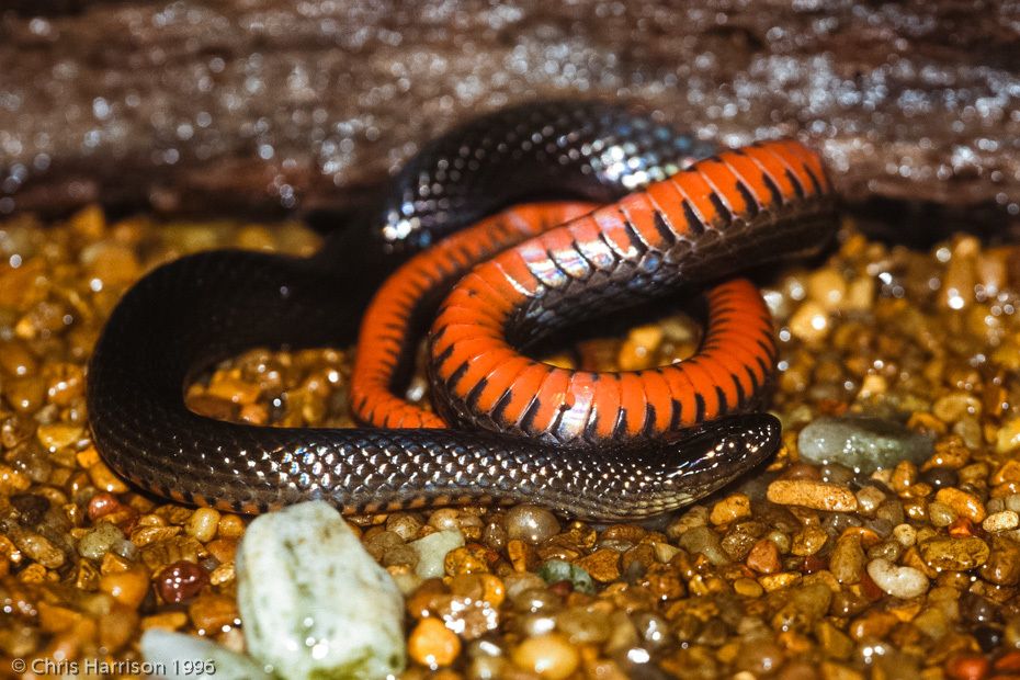 Black Swampsnake (Liodytes pygaea)