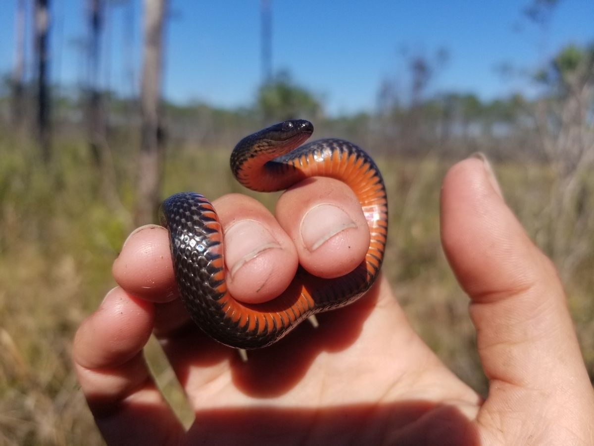 Black Swampsnake (Liodytes pygaea)