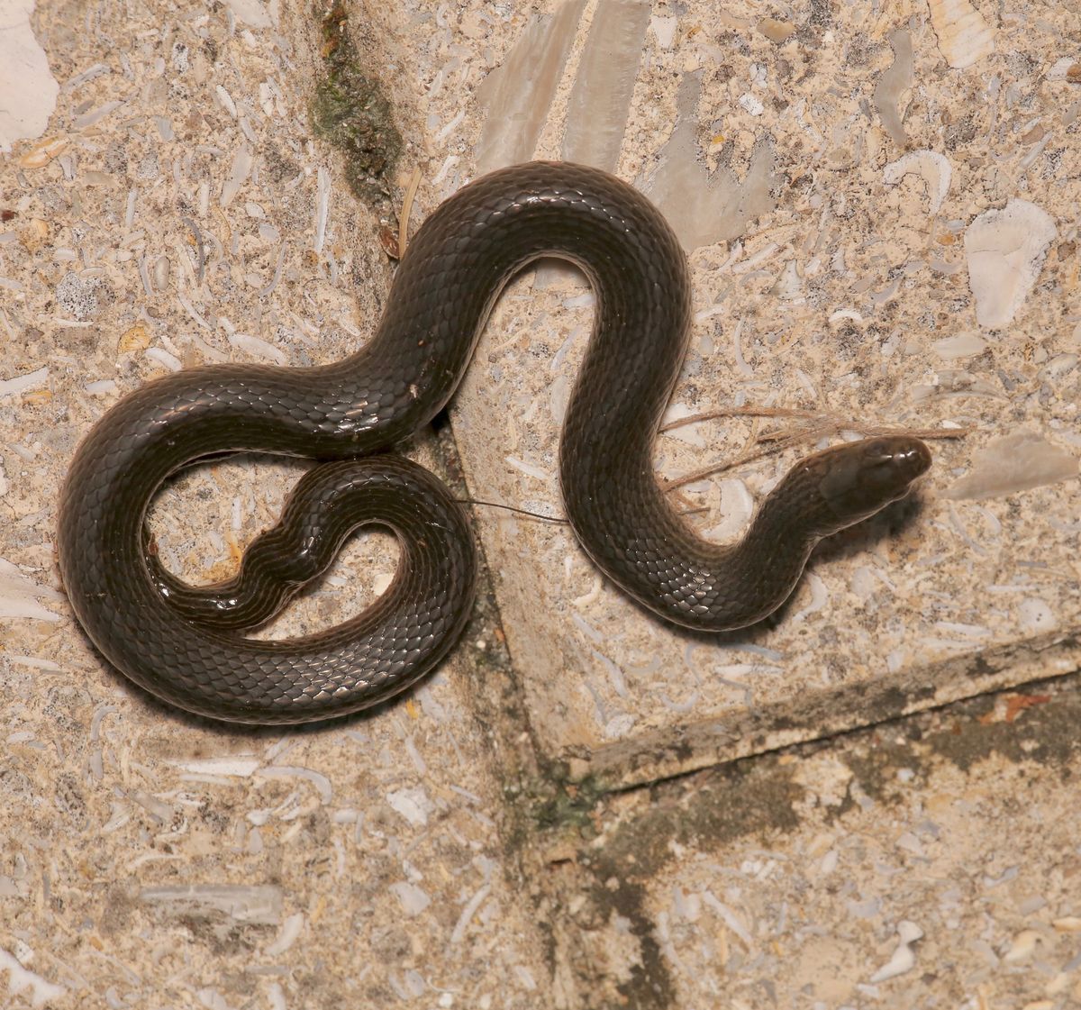 Black Swampsnake (Liodytes pygaea)