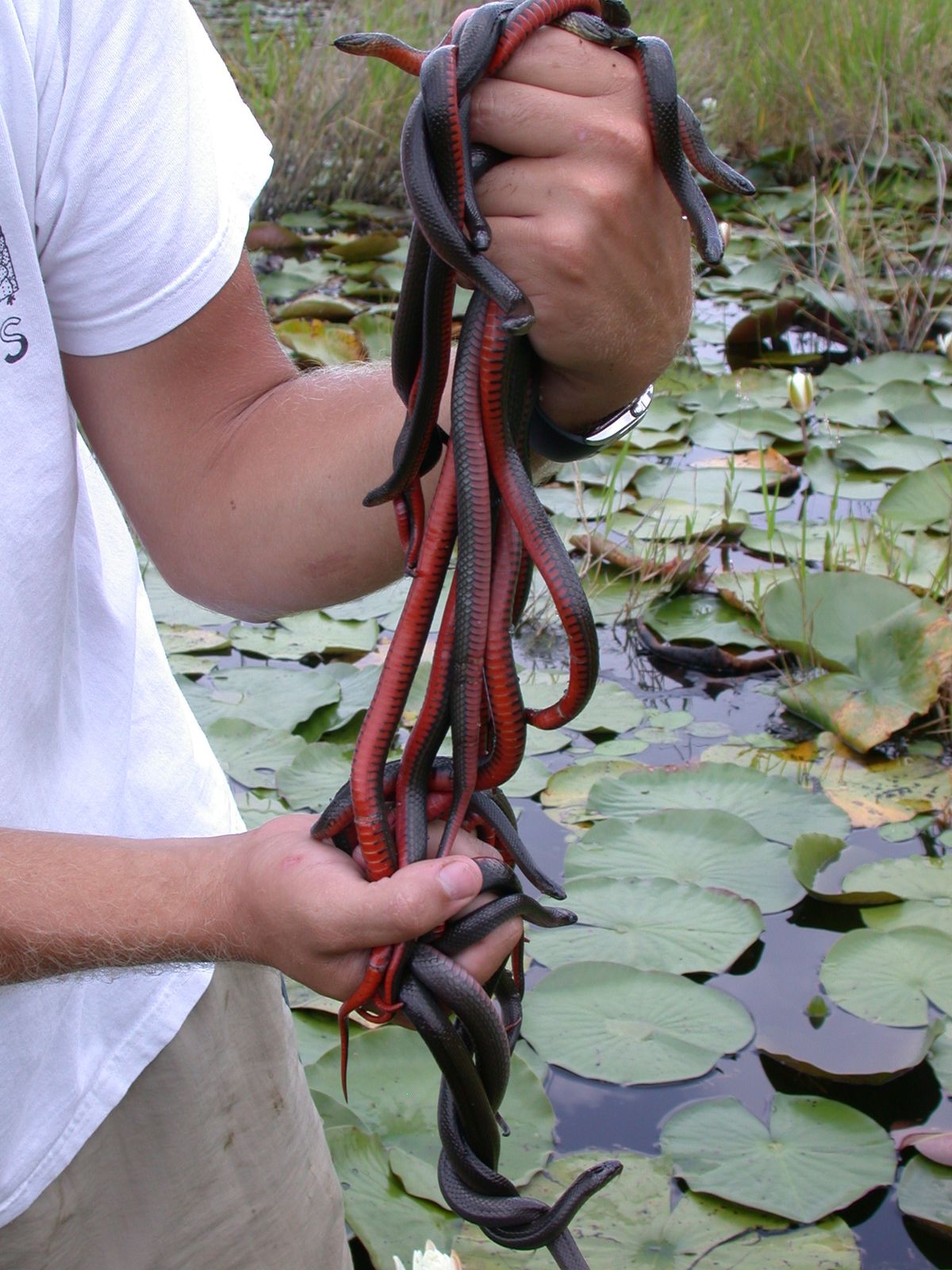 Black Swampsnake (Liodytes pygaea)