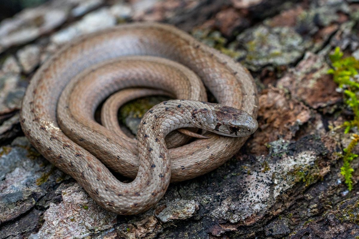 Dekay's Brownsnake (Storeria dekayi)