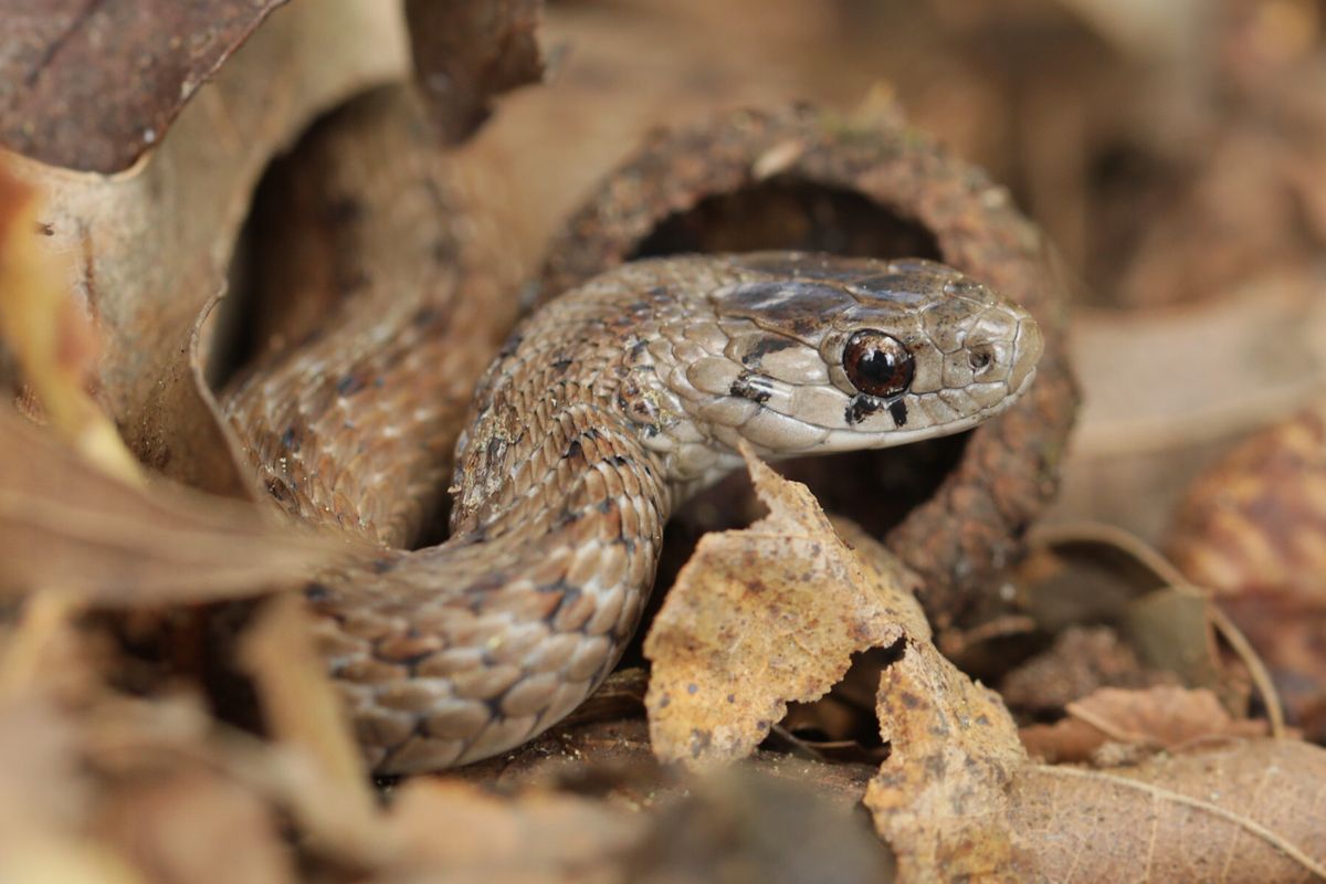Dekay's Brownsnake (Storeria dekayi)