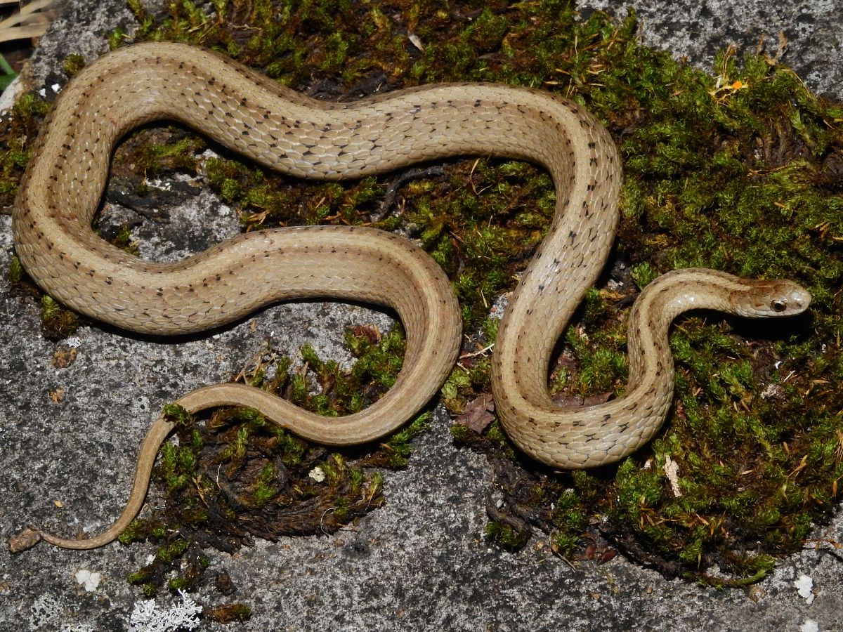 Dekay's Brownsnake (Storeria dekayi)