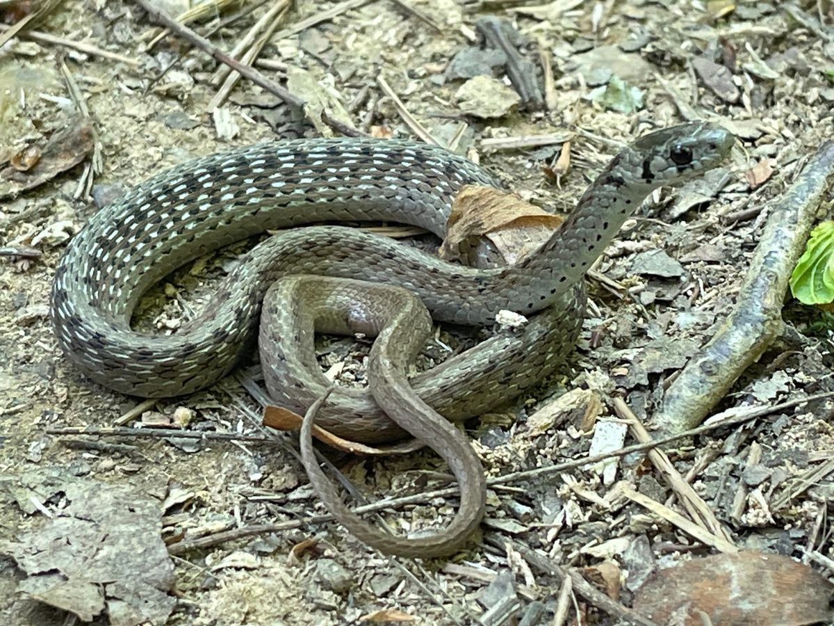 Dekay's Brownsnake (Storeria dekayi)
