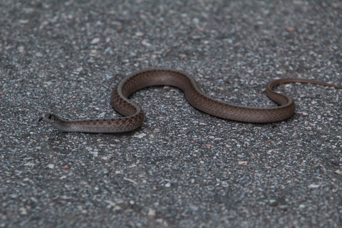 Dekay's Brownsnake (Storeria dekayi)