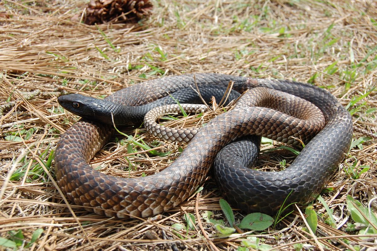 Eastern Coachwhip (Masticophis flagellum)