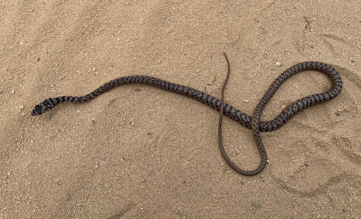 Eastern Coachwhip (Masticophis flagellum)
