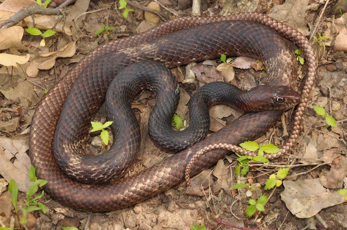 Eastern Coachwhip (Masticophis flagellum)
