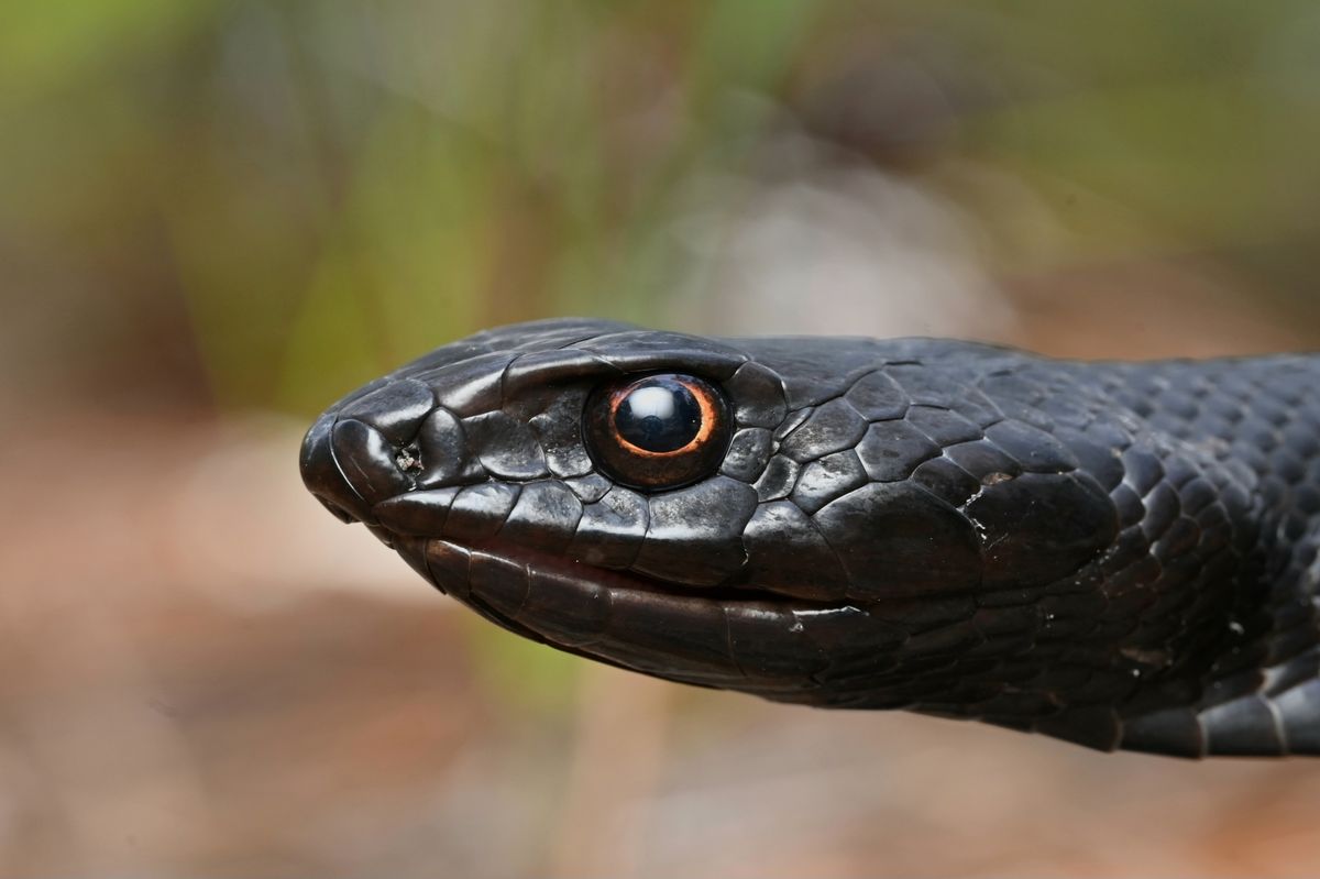 Eastern Coachwhip (Masticophis flagellum)