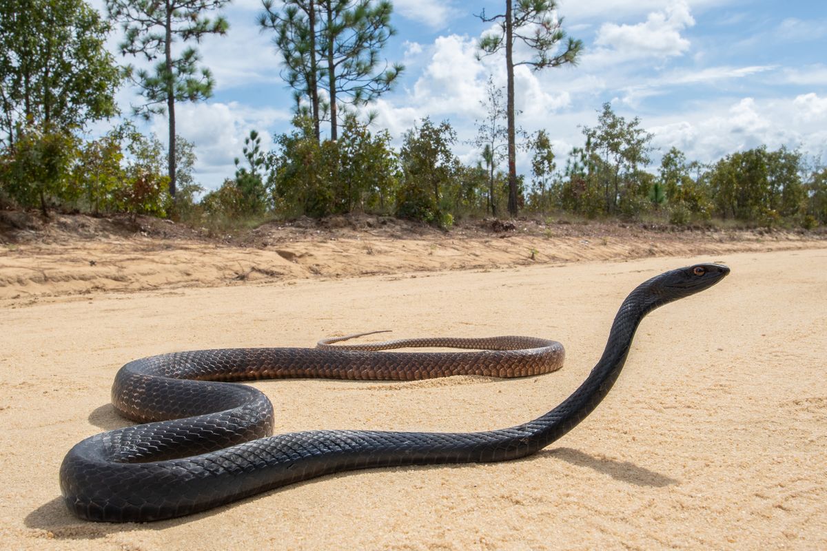 Eastern Coachwhip (Masticophis flagellum)
