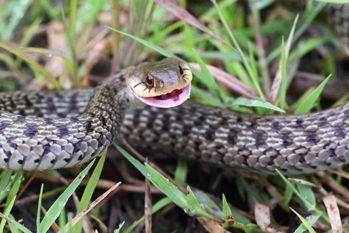 Eastern Garter Snake (Thamnophis sirtalis)