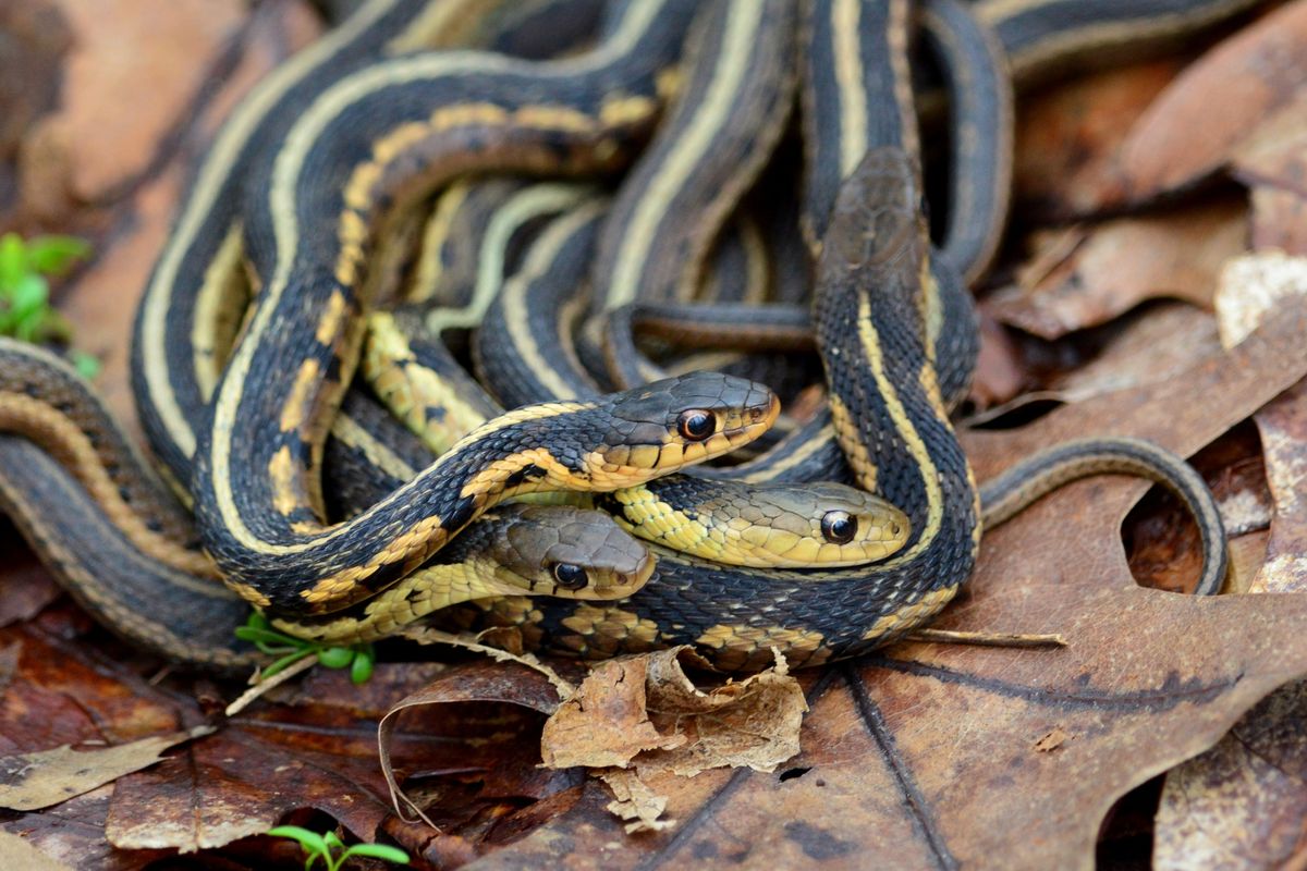 Eastern Garter Snake (Thamnophis sirtalis)