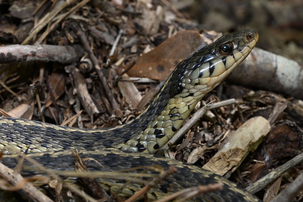Eastern Garter Snake (Thamnophis sirtalis)