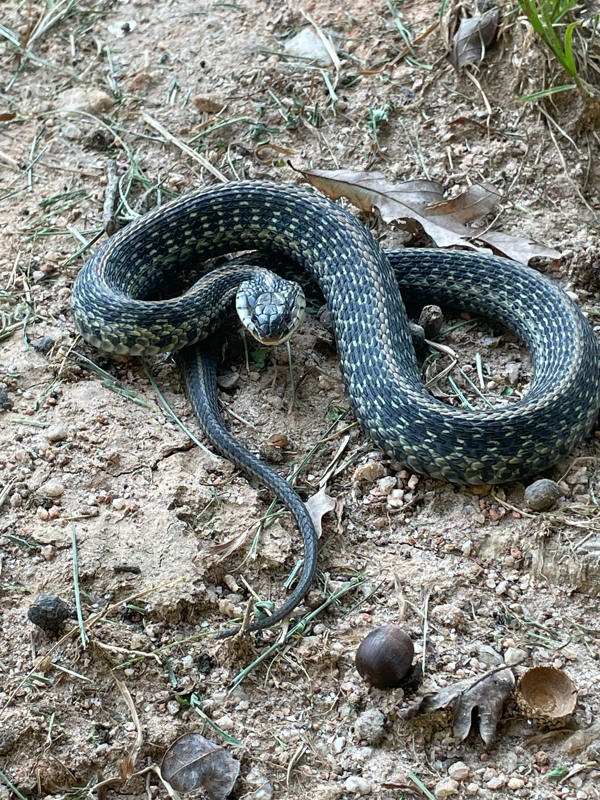Eastern Garter Snake (Thamnophis sirtalis)