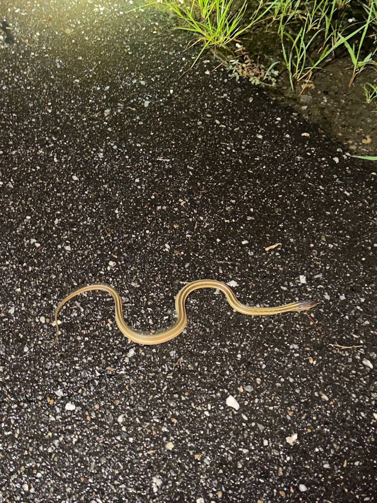 Eastern Garter Snake (Thamnophis sirtalis)