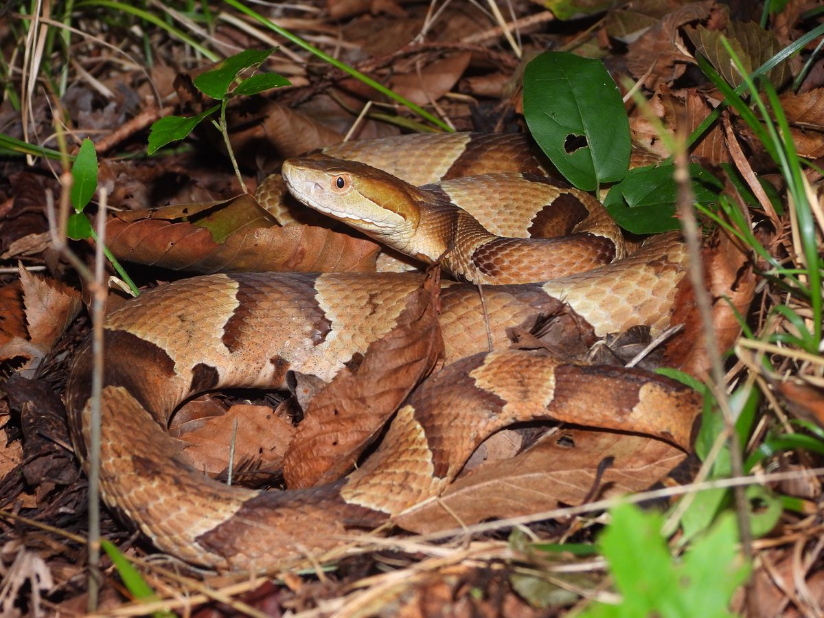 Copperhead (Agkistrodon contortrix)