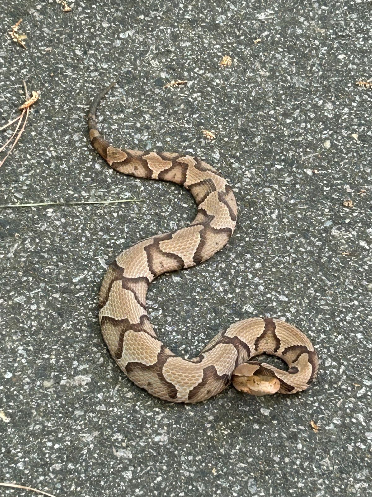 Copperhead (Agkistrodon contortrix)