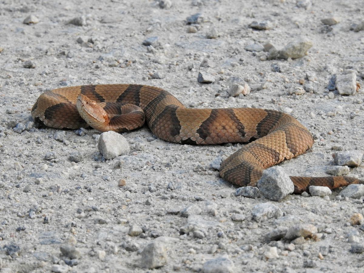Copperhead (Agkistrodon contortrix)