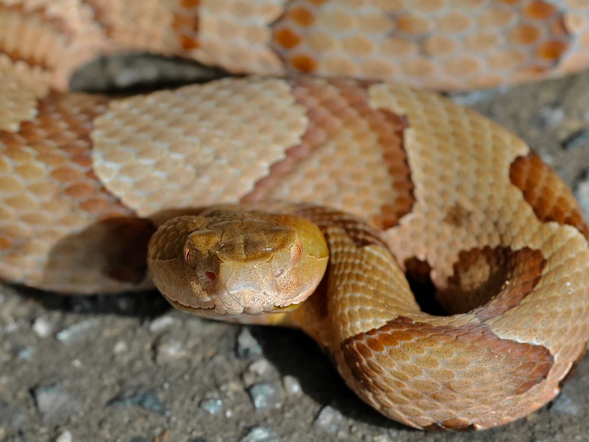 Copperhead (Agkistrodon contortrix)