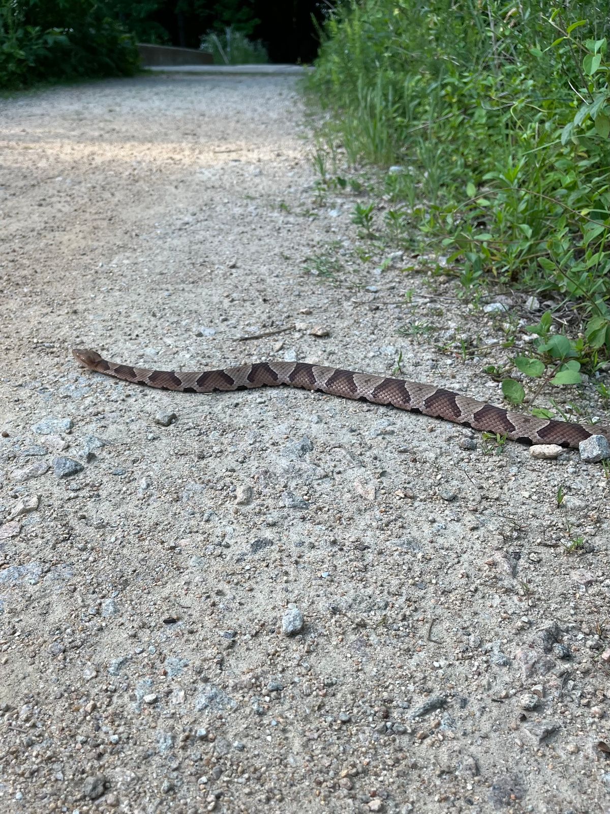 Copperhead (Agkistrodon contortrix)