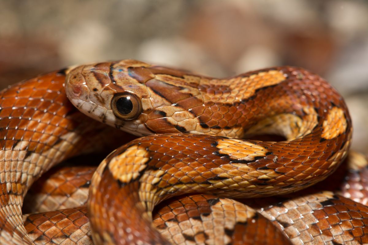 Corn Snake (Pantherophis guttatus)
