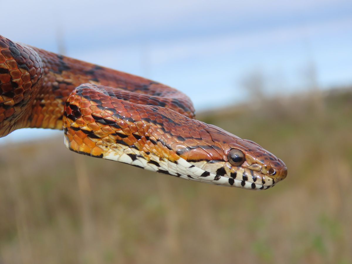 Corn Snake (Pantherophis guttatus)