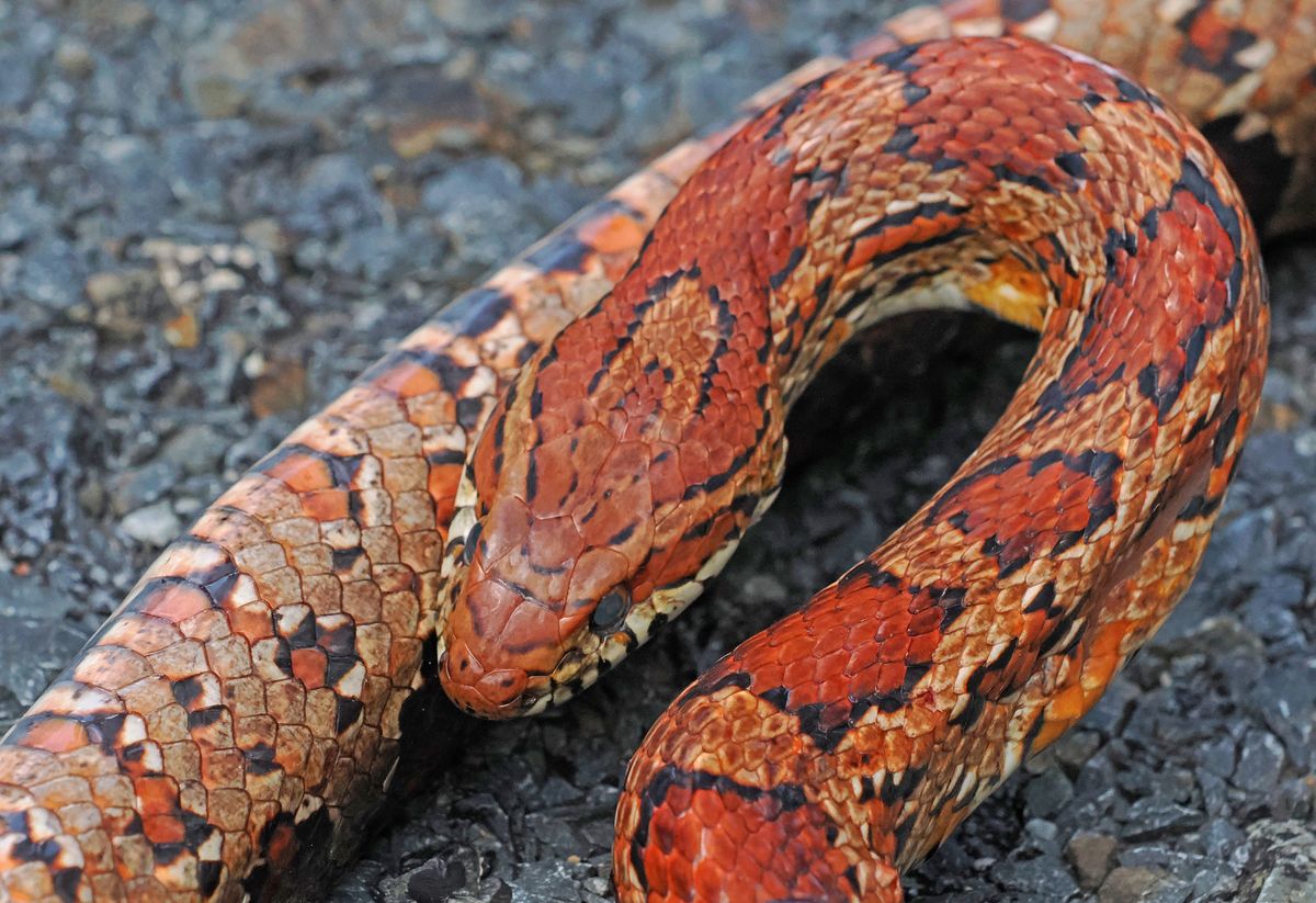 Corn Snake (Pantherophis guttatus)