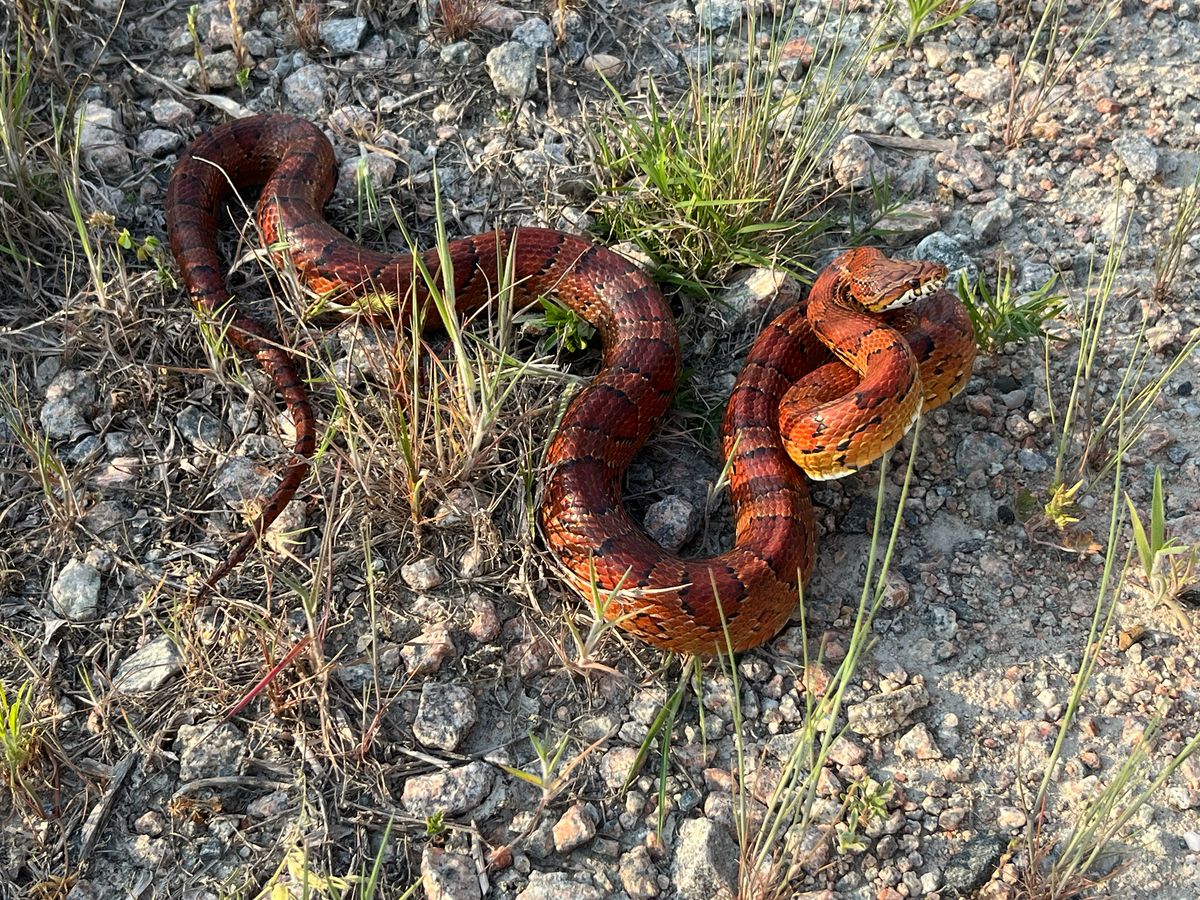 Corn Snake (Pantherophis guttatus)