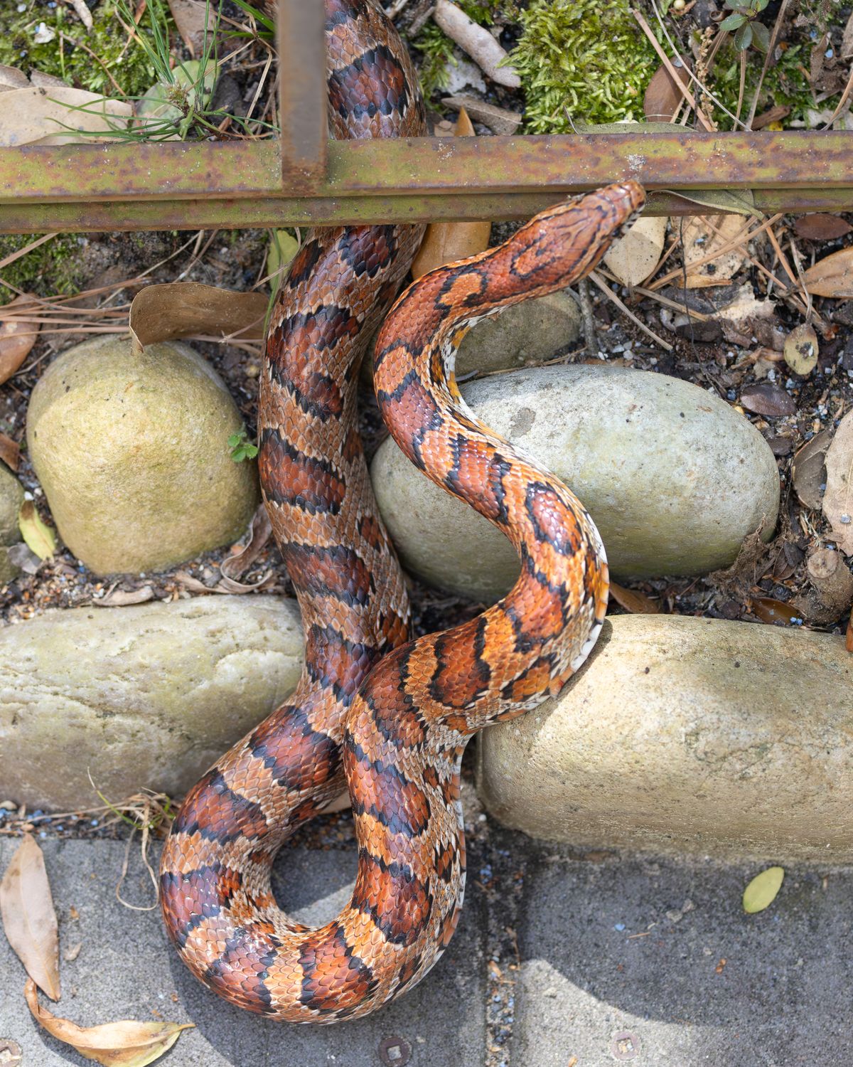 Corn Snake (Pantherophis guttatus)
