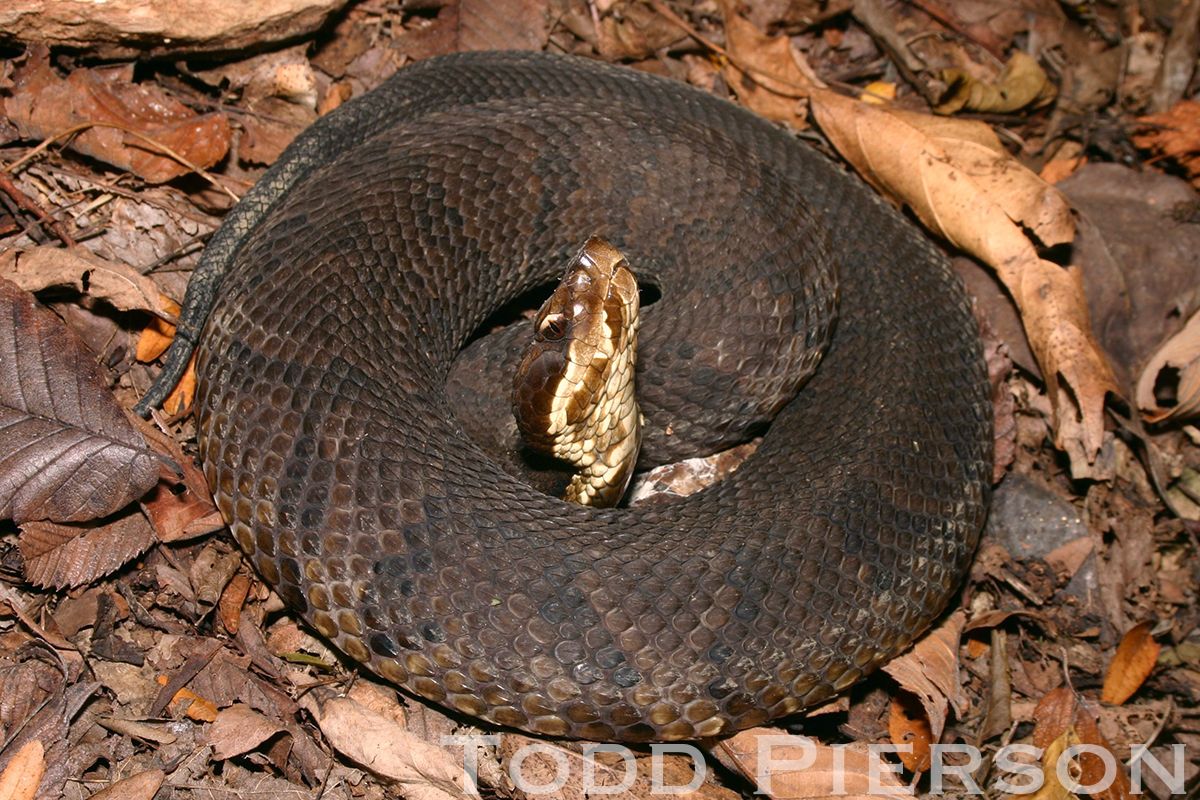 Cottonmouth (Agkistrodon piscivorus)