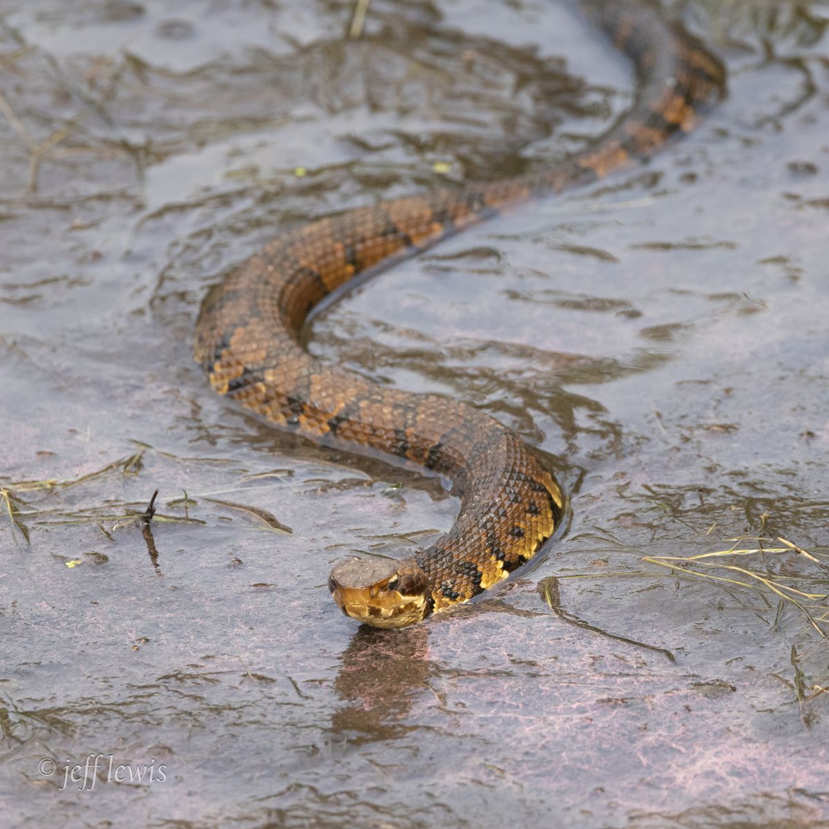 Cottonmouth (Agkistrodon piscivorus)