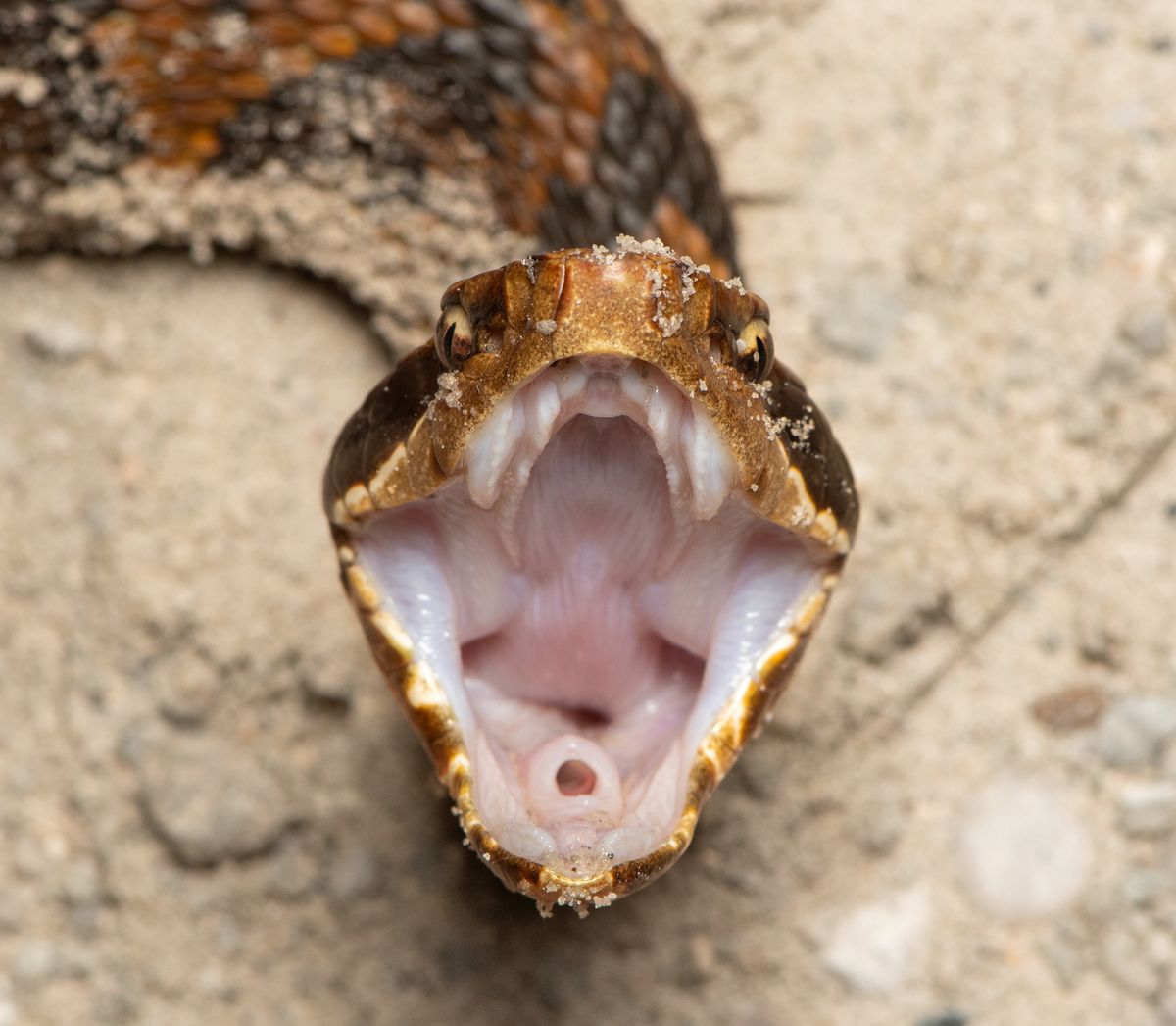 Cottonmouth (Agkistrodon piscivorus)