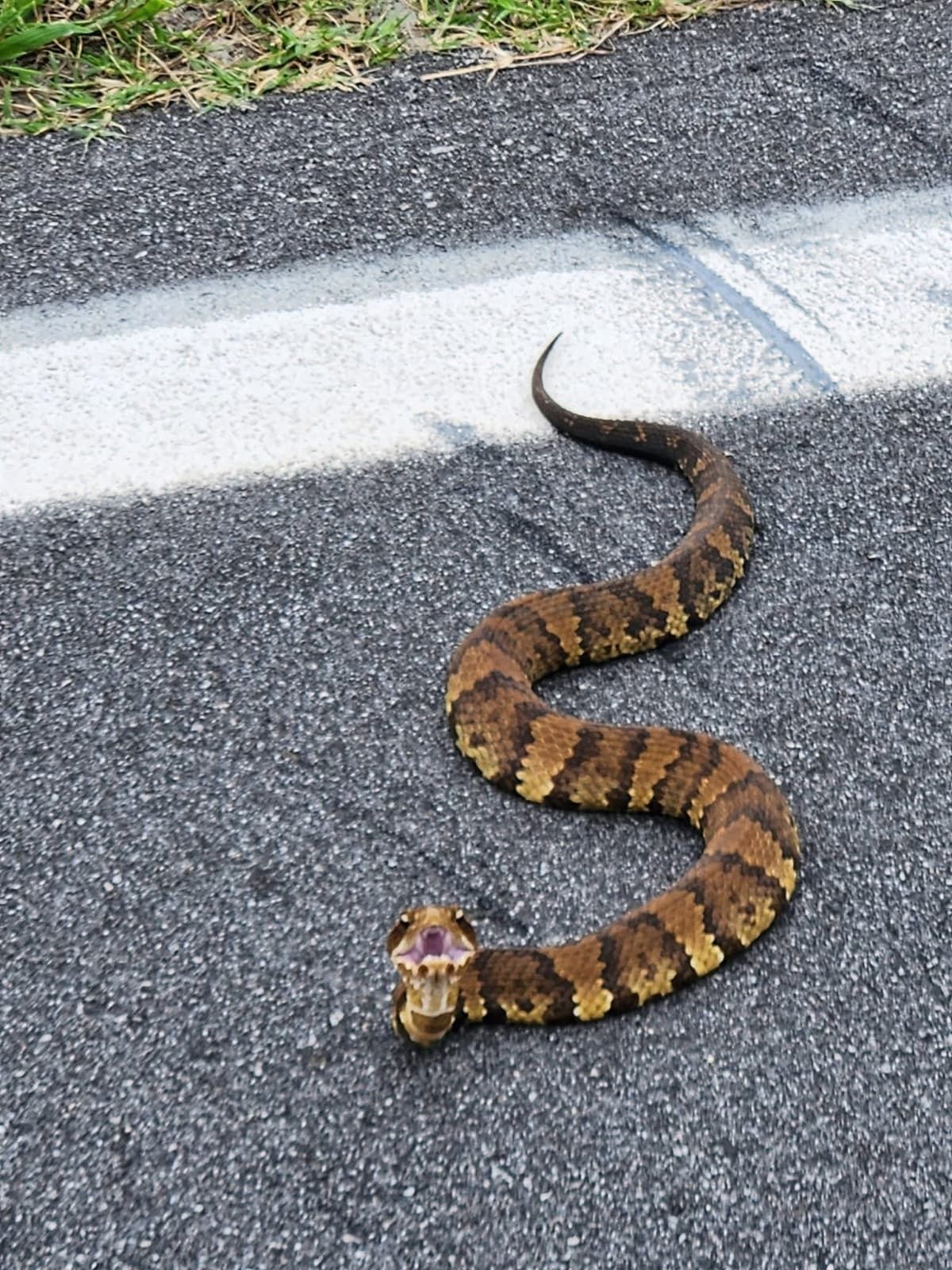 Cottonmouth (Agkistrodon piscivorus)