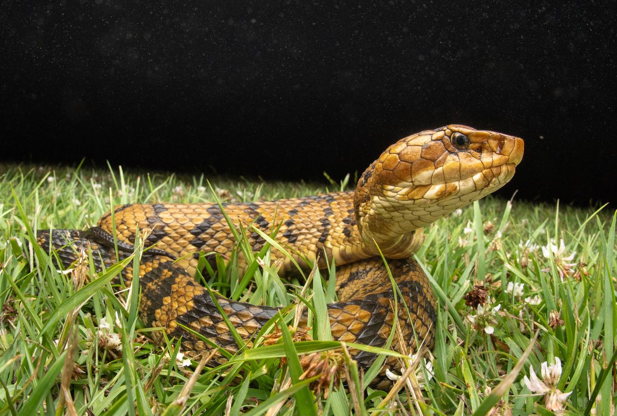 Cottonmouth (Agkistrodon piscivorus)