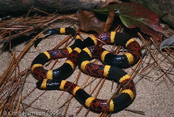 Eastern Coral Snake (Micrurus fulvius)