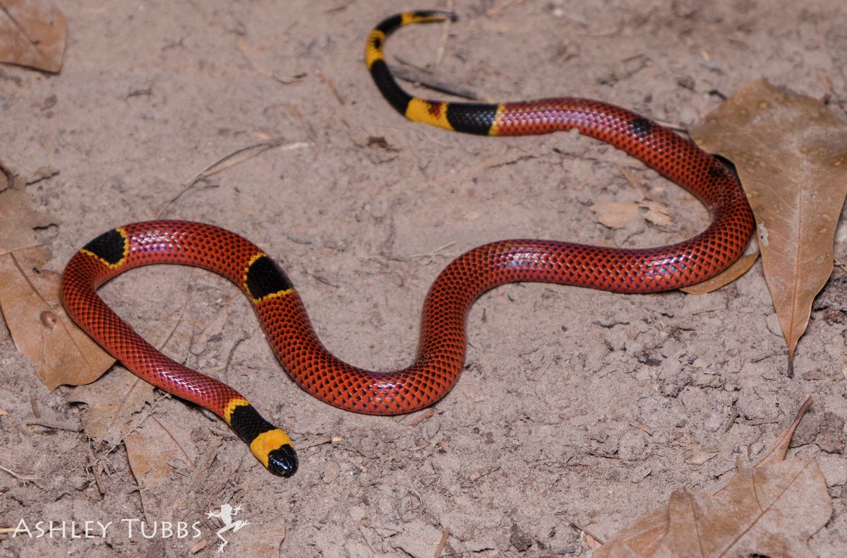 Eastern Coral Snake (Micrurus fulvius)
