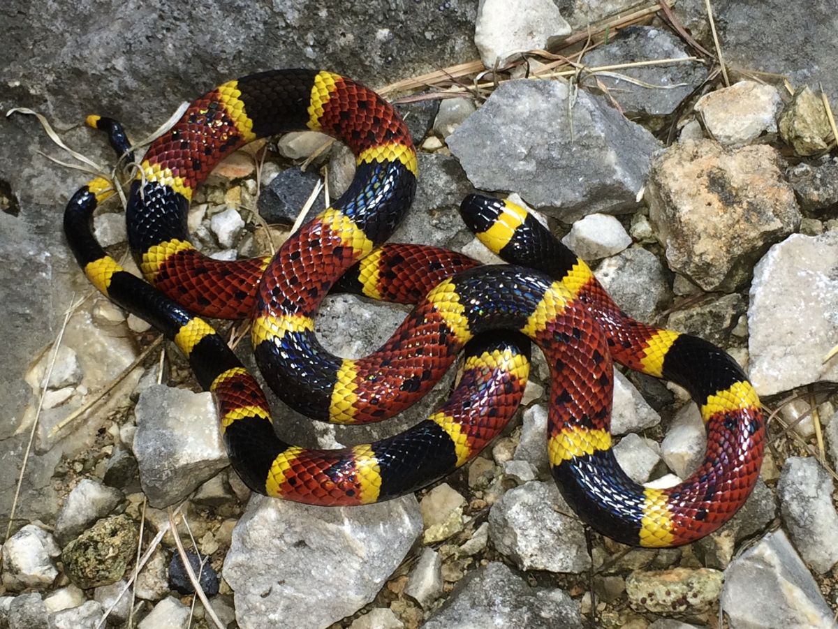 Eastern Coral Snake (Micrurus fulvius)