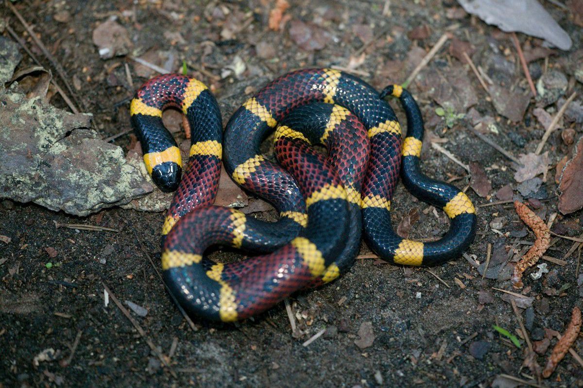 Eastern Coral Snake (Micrurus fulvius)