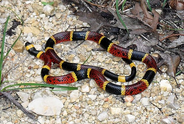 Eastern Coral Snake (Micrurus fulvius)