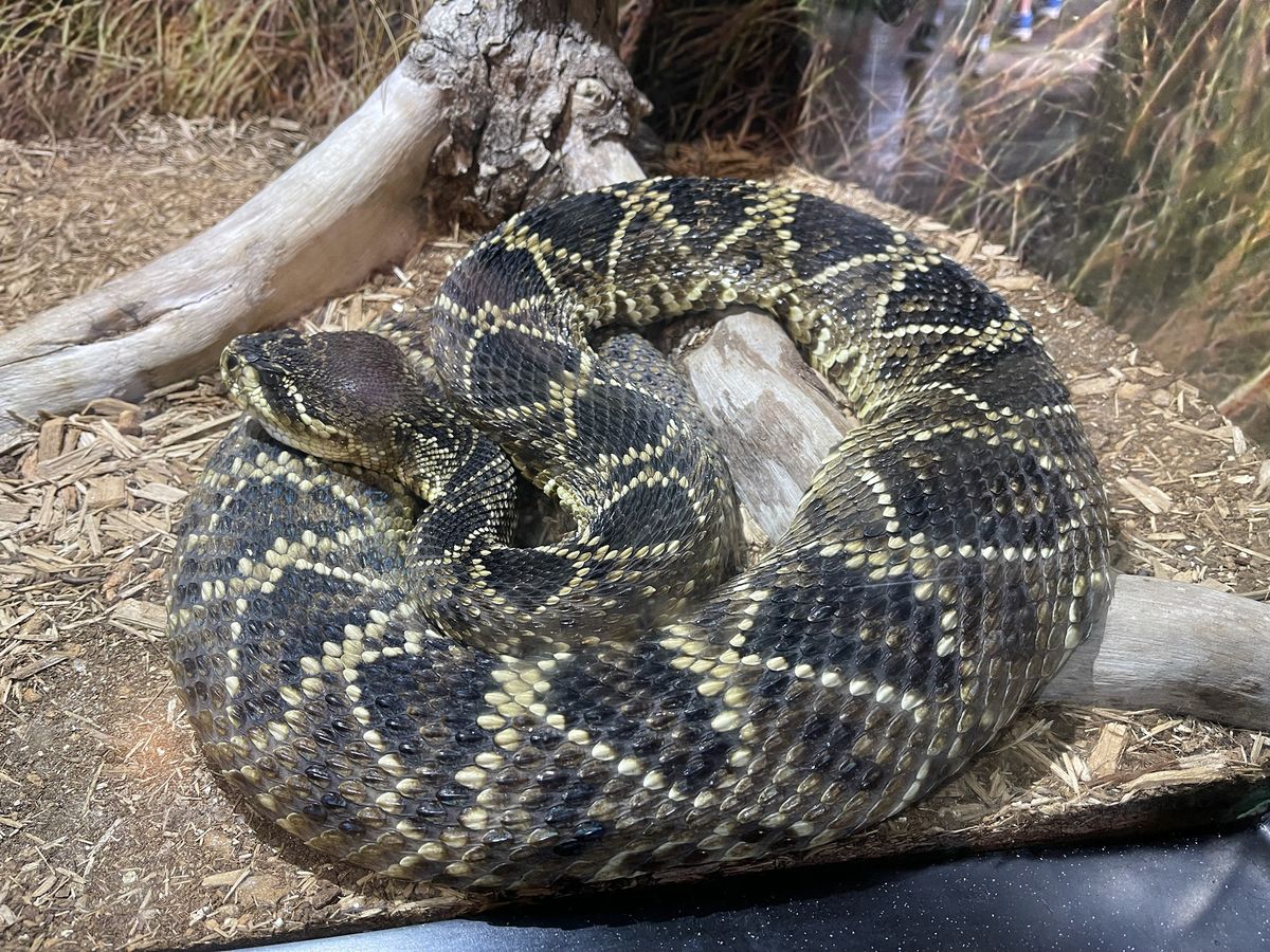 Eastern Diamondback Rattlesnake (Crotalus adamanteus)