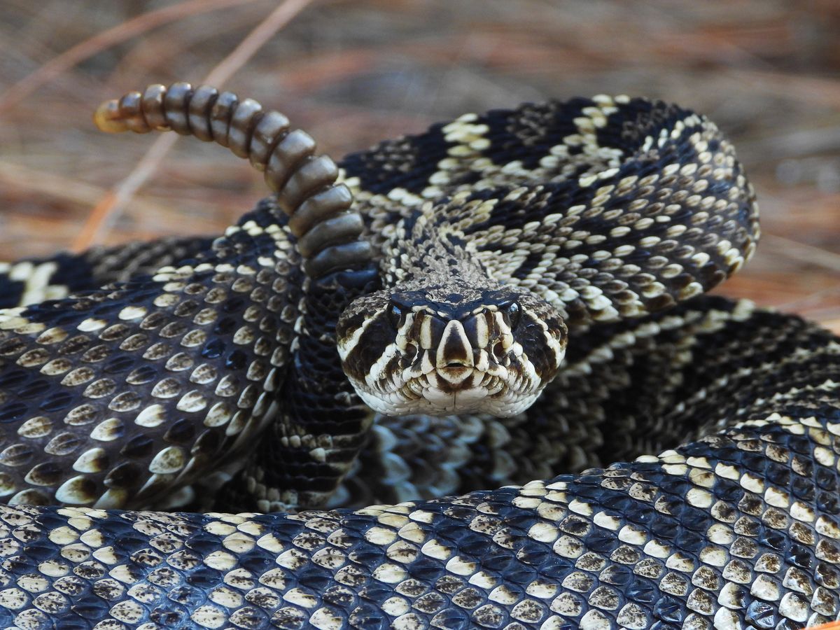 Eastern Diamondback Rattlesnake (Crotalus adamanteus)