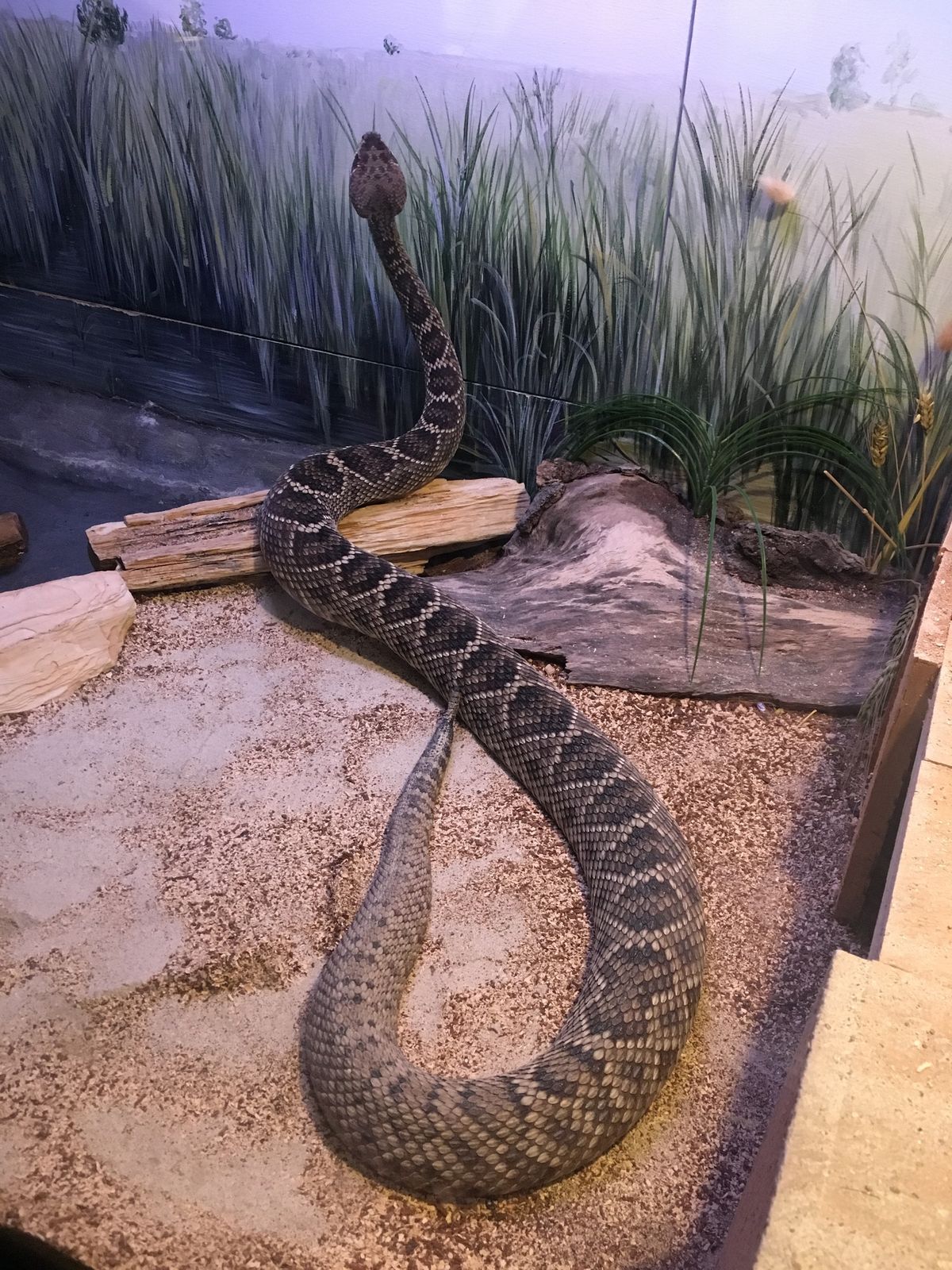 Eastern Diamondback Rattlesnake (Crotalus adamanteus)