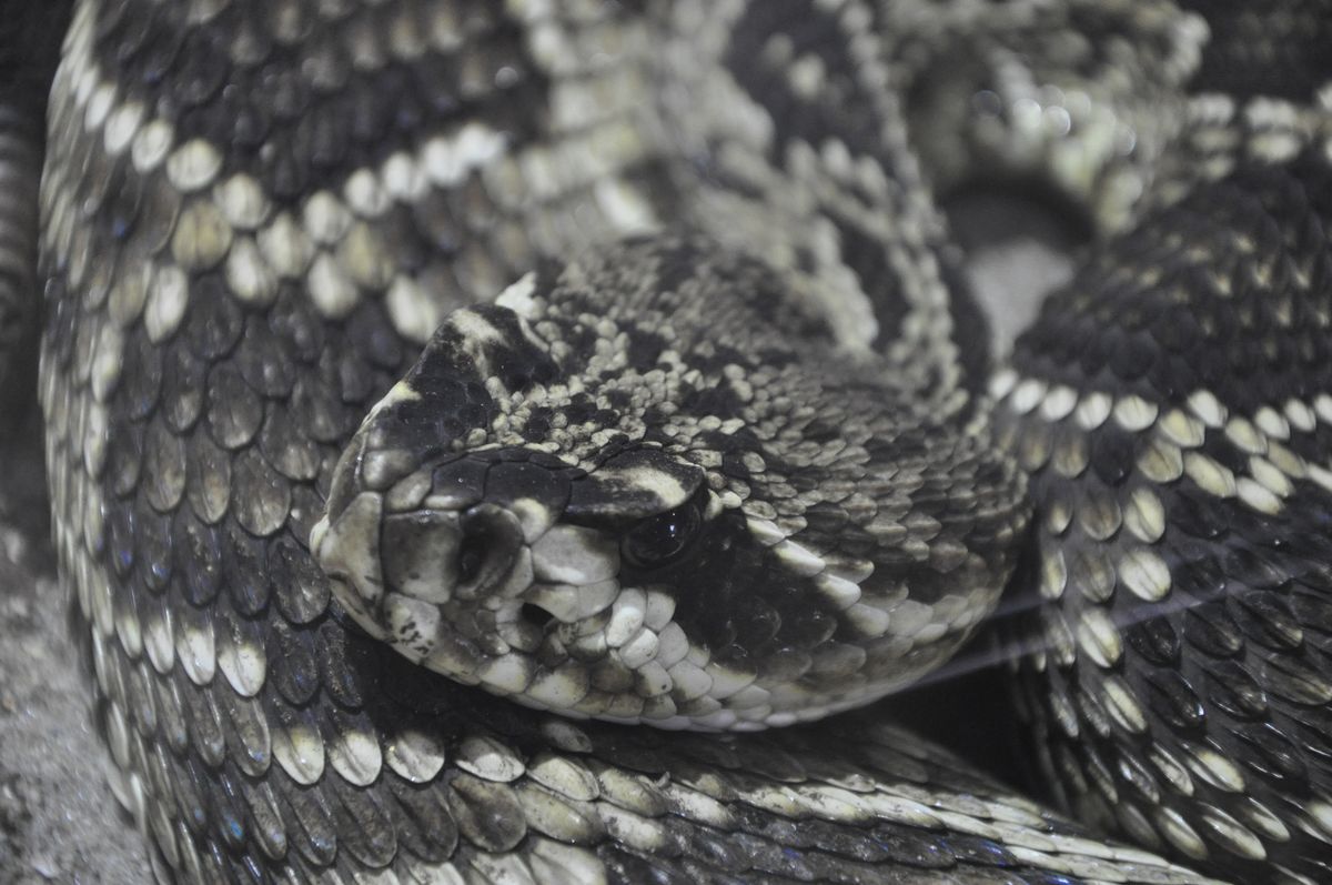 Eastern Diamondback Rattlesnake (Crotalus adamanteus)