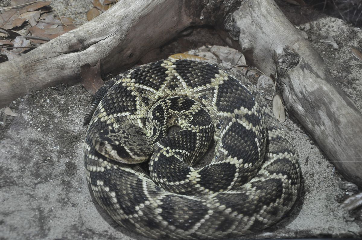 Eastern Diamondback Rattlesnake (Crotalus adamanteus)